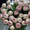 Букет з 15 або 25 піоноподібних троянд 