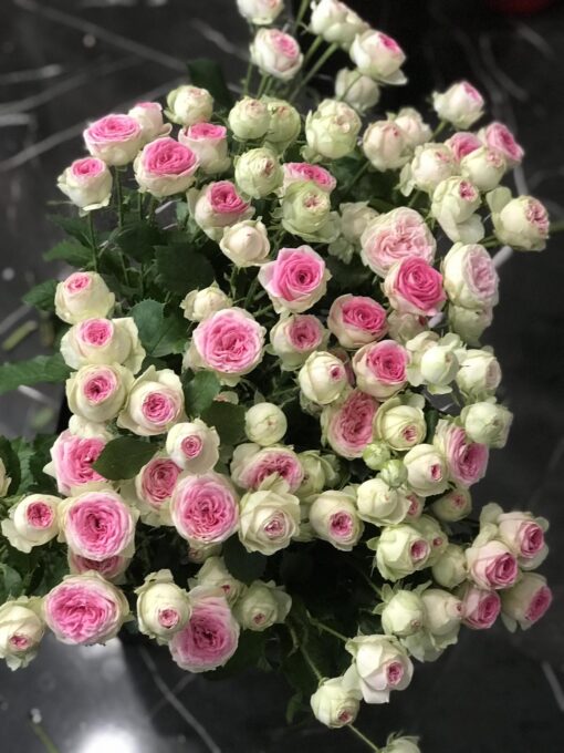 Букет з 7 або 11 гілок кущових троянд "Gelatto" 70 см