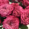 Букет из 11 пионовидных роз 