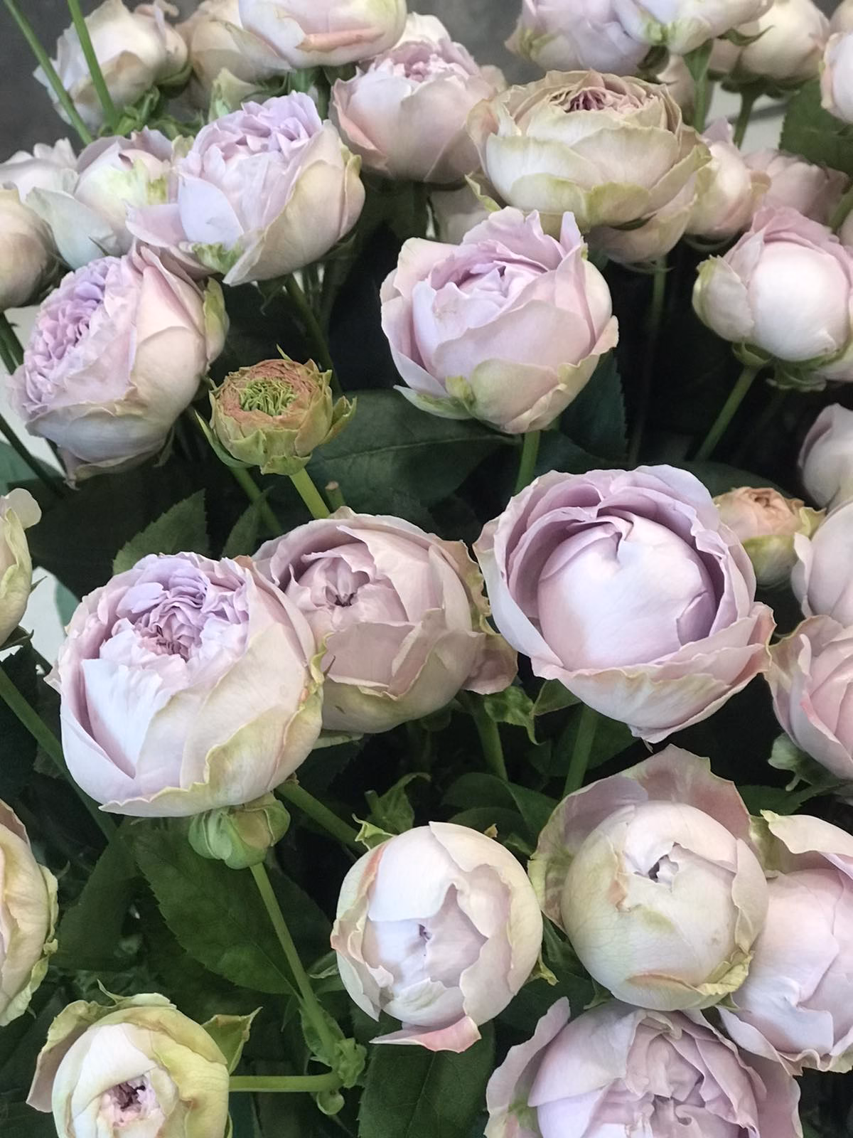 Букет из 15 веток пионовидных роз "Blossom Bubbles"