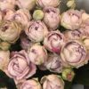 Букет из 9 веток пионовидных роз 