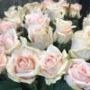 Букет из 15 или 25 кремовых роз 