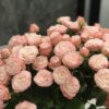 Букет из 7 или 15 веток кустовых роз 
