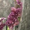 Орхидея (Фаленопсис) пятнистый в горшке