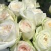 Parfum collection- Букет из 25 пионовидный роз 