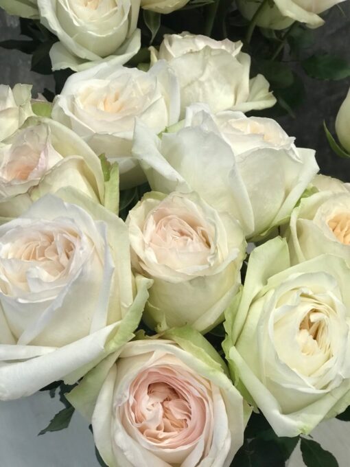 Parfum collection- Букет из 25 пионовидный роз "O'Hara"