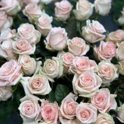 Букет з 35 або 51 кремових троянд 