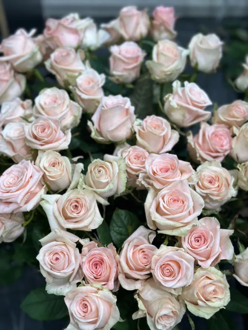 Букет з 35 або 51 кремових троянд "Kimberly" 80 см