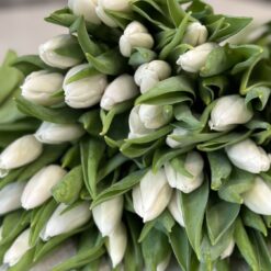 Букет з 51 або 101 білих тюльпанів