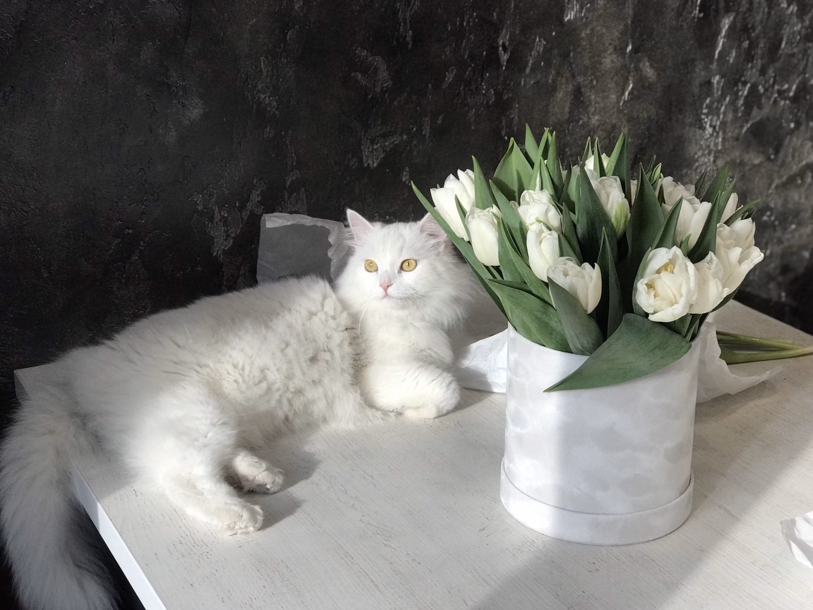 Hat Box - White Tulipe "S"