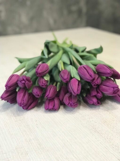 Букет из 35 или 55 фиолетовых тюльпанов