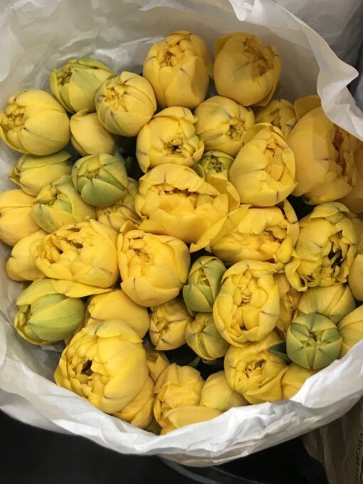 Букет из 35 или 55 Желтых Пионовидных тюльпанов