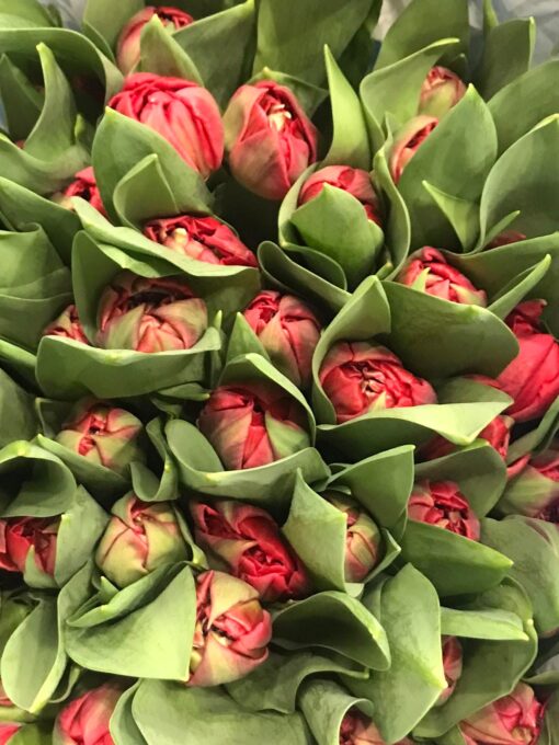 Букет из Пионовидных тюльпанов «Prominence»