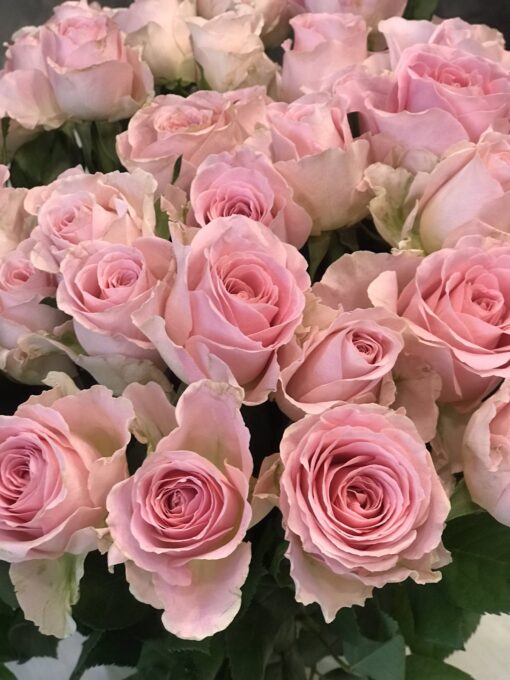 Букет из 15 или 25 розовых роз "Babyface" 50 см