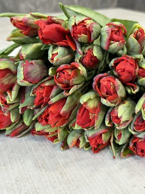 Букет з 15 або 25 червоних тюльпанів "Rococo Double"
