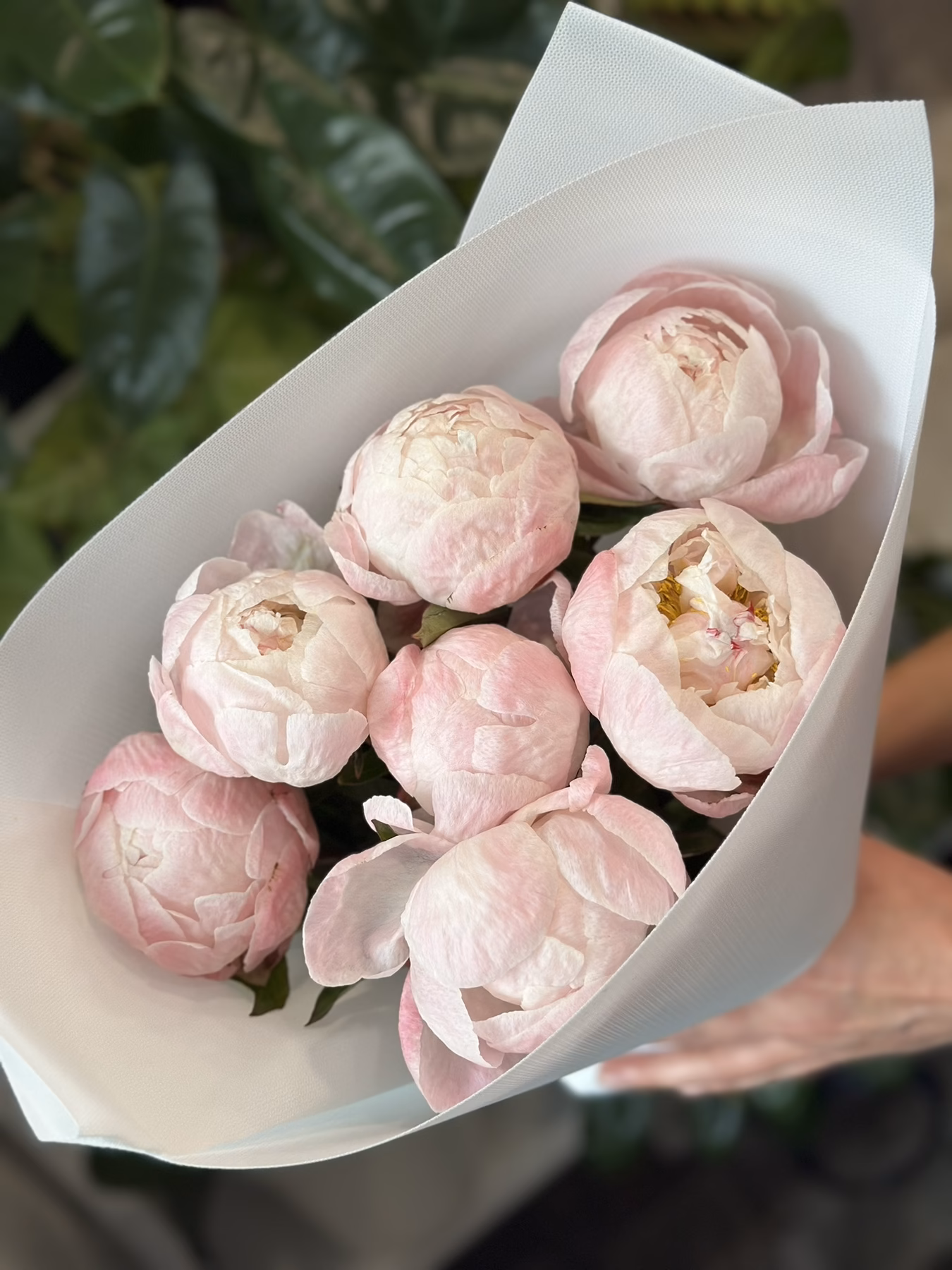 Букет з 7 або 9 Півоній "Gardenia"