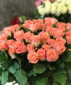 Alternative view of Букет з 51 коралових троянд "Міс Піггі" 70 см