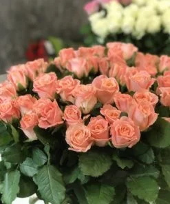 Alternative view of Букет з 51 коралової троянди "Міс Піггі" 70 см