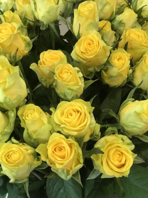 Букет з 15 або 25 жовтих троянд "Пенні Лейн"