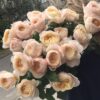 Букет з 7 або 11 піоноподібних троянд 