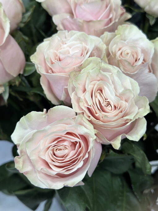 Букет з 25 троянд "Pink Mondial" Еквадор 60 см