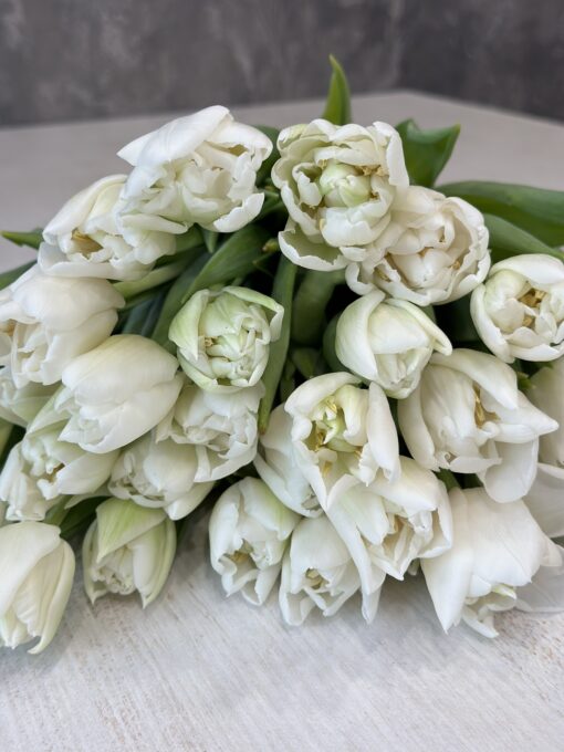 Букет з 51 або 101 піоновидних білих тюльпанів