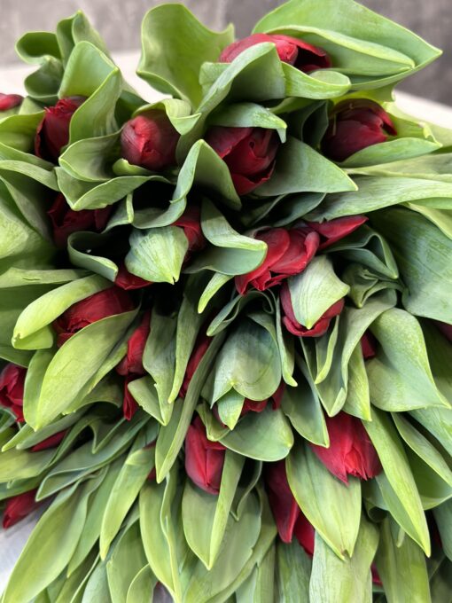 Букет з 51 або 101 червоних тюльпанів