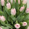 Букет з 15 піоноподібних тюльпанів «Mariage»