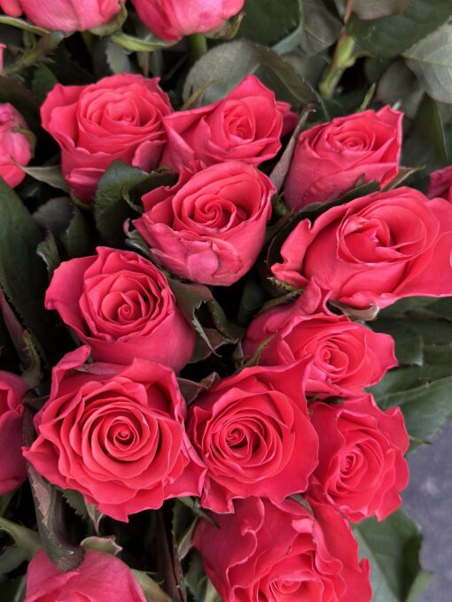 Букет з 25 або 55 троянд "Pink Tacazzi" 70 см