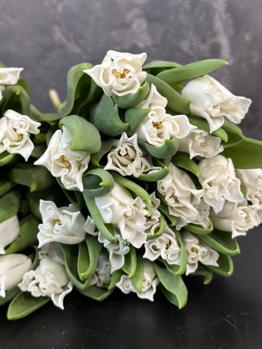 Букет з 15 або 25 білих тюльпанів "White Libersta"