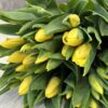 Букет 15 або 25 жовтих тюльпанів