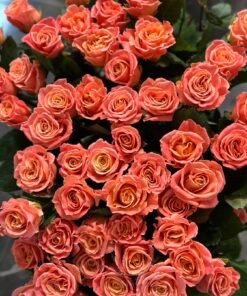 Букет з 45 коралових троянд "Міс Піггі" 90 см