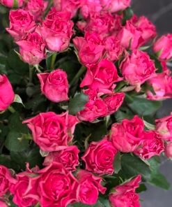 Букет з 25 малинових троянд "Roseberry" 70 см