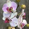 Орхідея Фаленопсис 