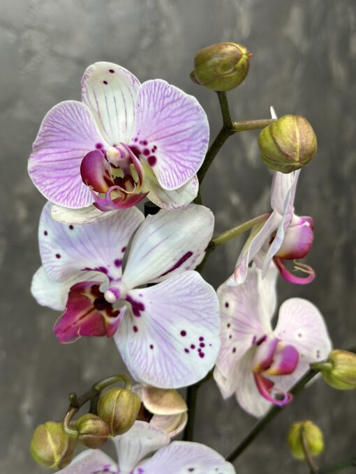 Орхідея Фаленопсис "Mimesis" в горщику - 80 см