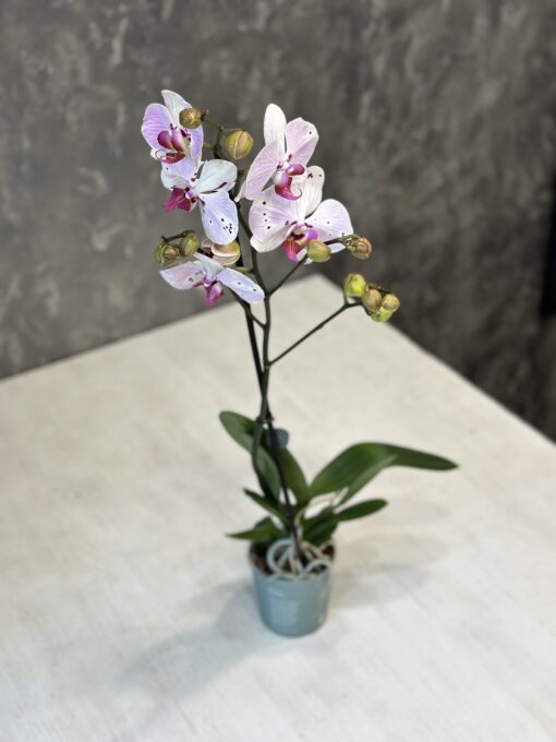 Орхідея Фаленопсис "Mimesis" в горщику - 80 см