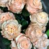 Букет з 11 персикових піоноподібних троянд 