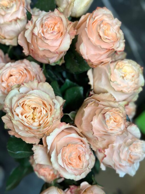 Букет з 11 персикових піоноподібних троянд "Princess" Еквадор