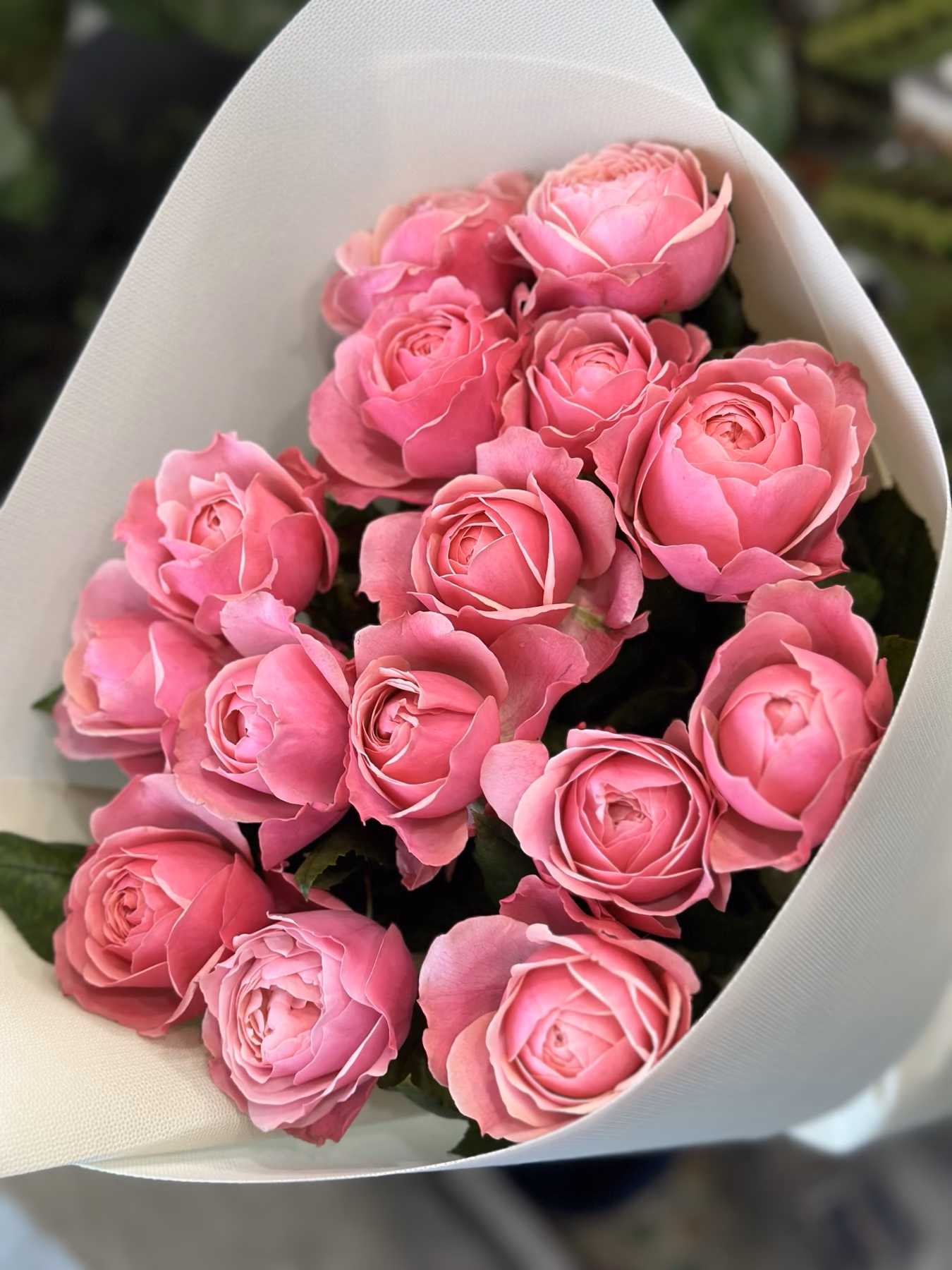 Букет з 15 піоноподібних троянд "Silva Pink"