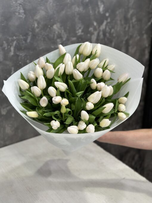 51 білий тюльпан
