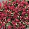 Букет з 35 гілок кущових троянд Red Trendsetter