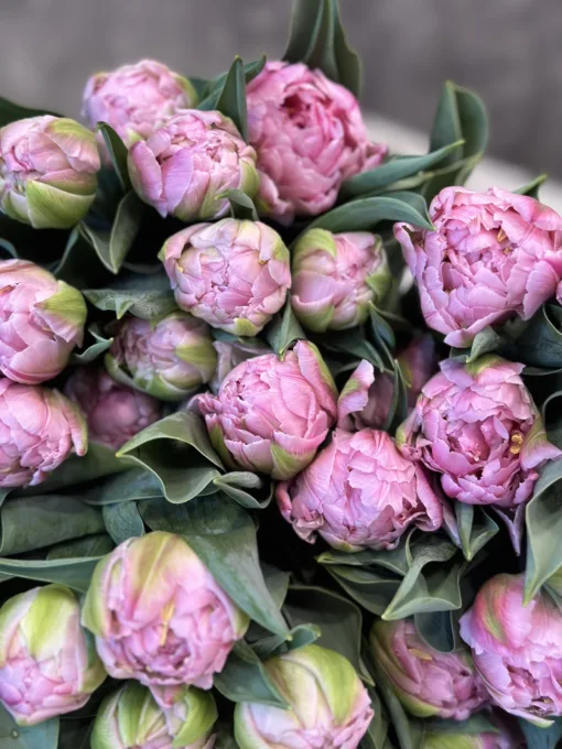 Букет з 15 піоноподібних тюльпанів “Maitresse”