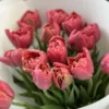 Букет з 15 піоноподібних тюльпанів “Adore”