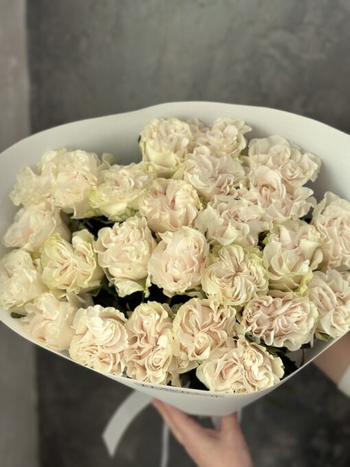 Букет з 25 піоноподібних троянд "Cotton X-Pression" Еквадор 70см