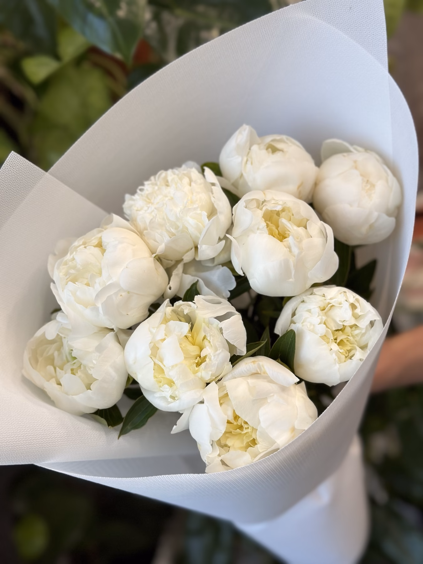 Букет з 9 Півоній "Duchesse de Nemours"