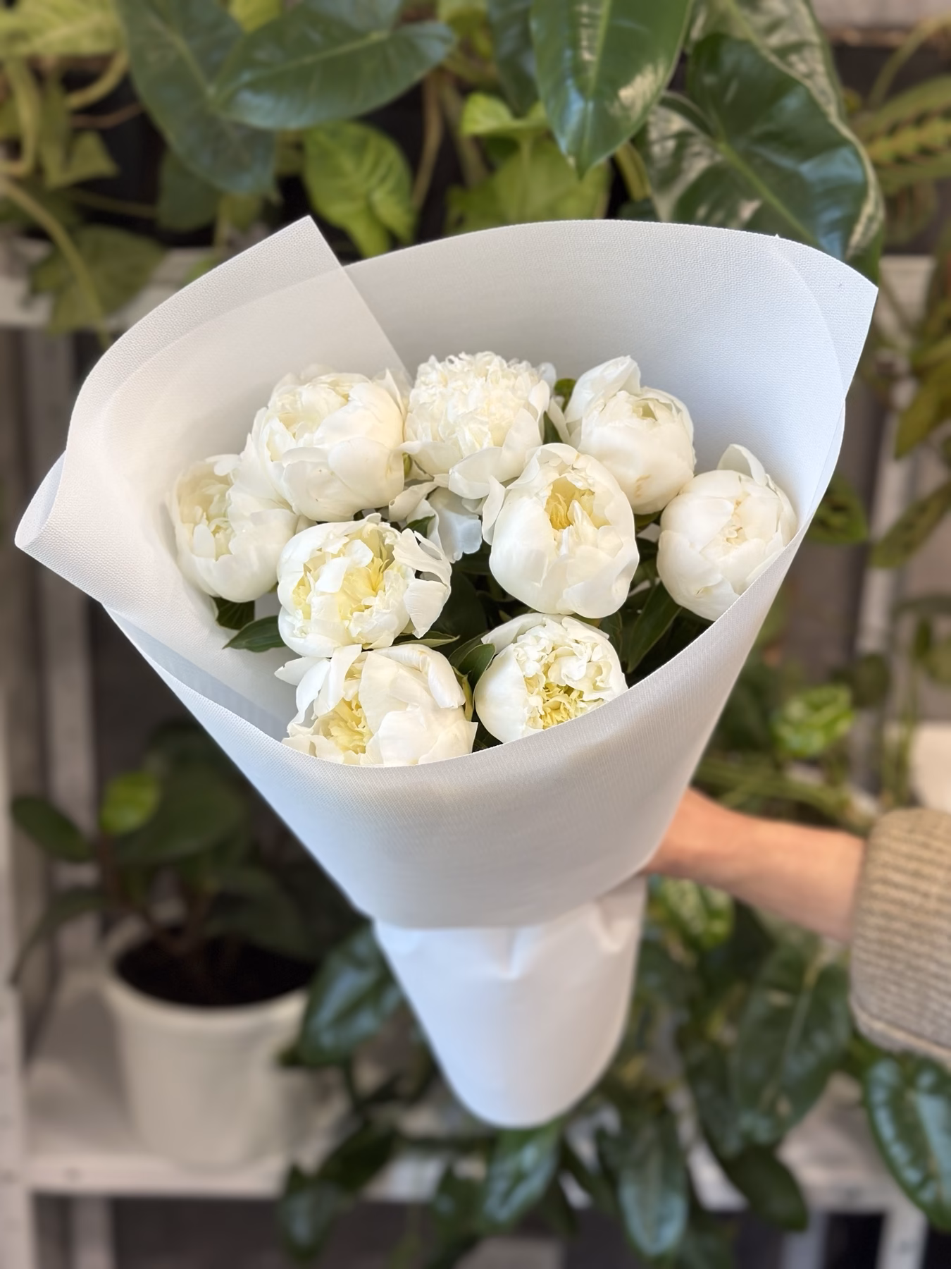 Букет з 9 Півоній "Duchesse de Nemours"