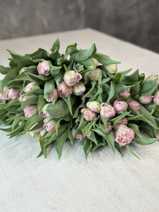 Букет з 15 або 25 або 35 піонопобіних тюльпанів "Maitresse"