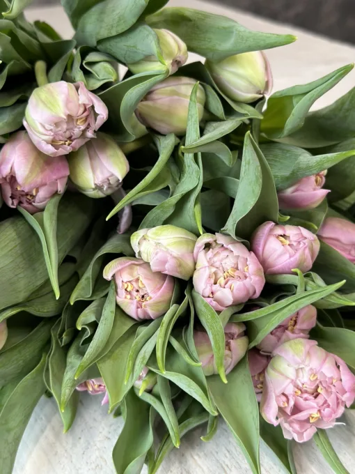 Букет з 15 або 25 або 35 піонопобіних тюльпанів "Maitresse"
