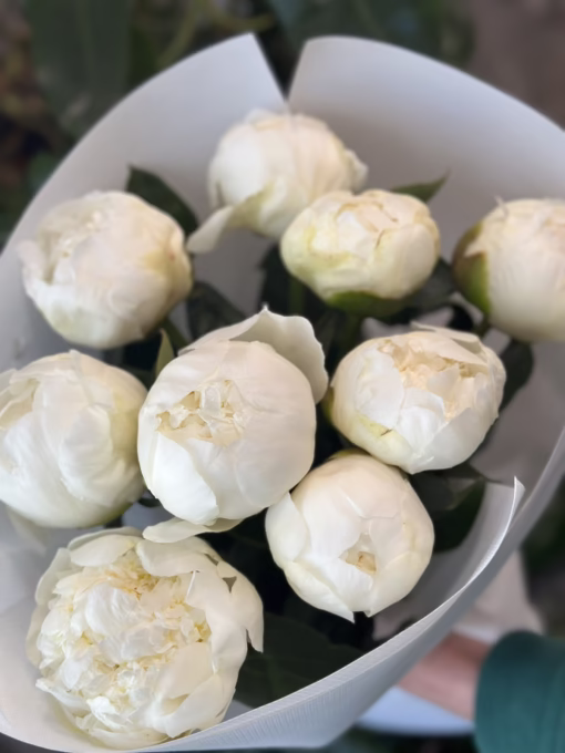 Букет з 9 білих півоній "Bridal Shower"