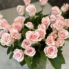 Букет з 15 або 31 кремових троянд «Титанік» 60 см